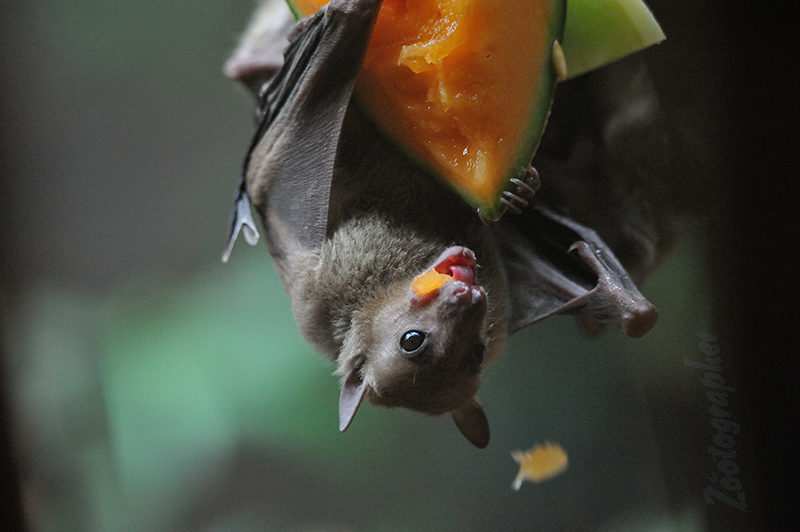 Omaha Zoo Indian Fruit Bat. 5/12/19.  Nikon d700, Tamron 150-600 g2