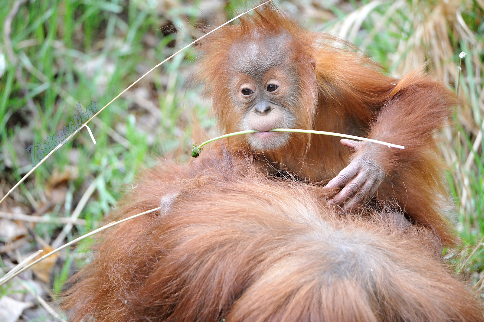 Cerah, Denver Zoo's baby Sumatran Orangutan. 5/2/19. Nikon d700, Tamron 150-600 g2