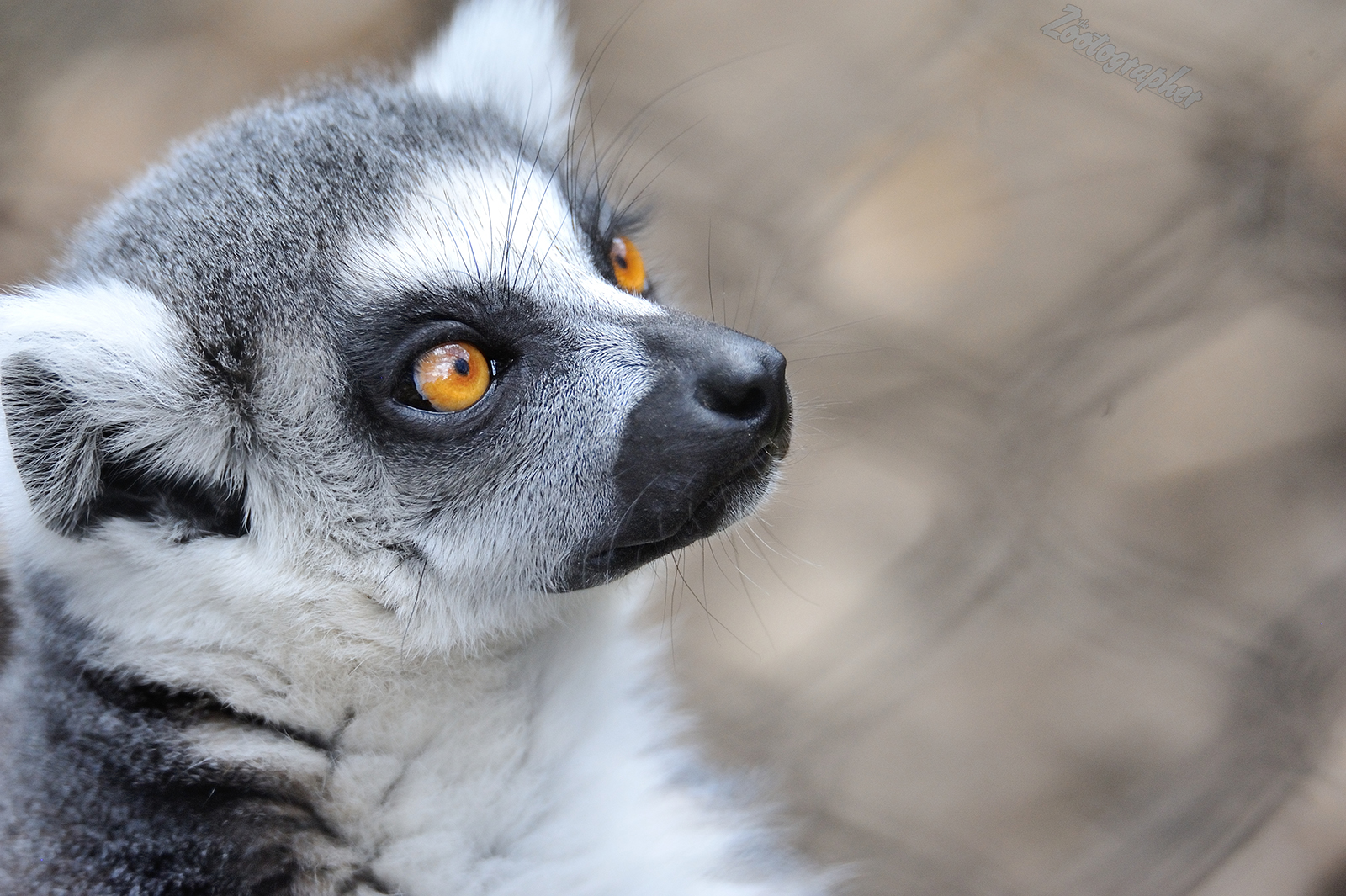 A Denver Zoo Ring-tailed Lemur. 4/27/2019. Nikon d700, Tamron 150-600 g2