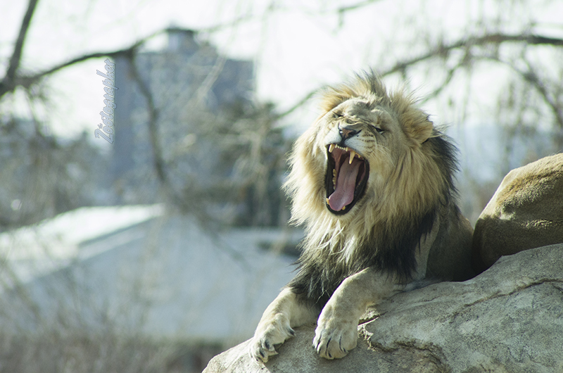 Male Lion framed against Denver. 12/17/18. Pentax k-50, Sigma 400/5.6