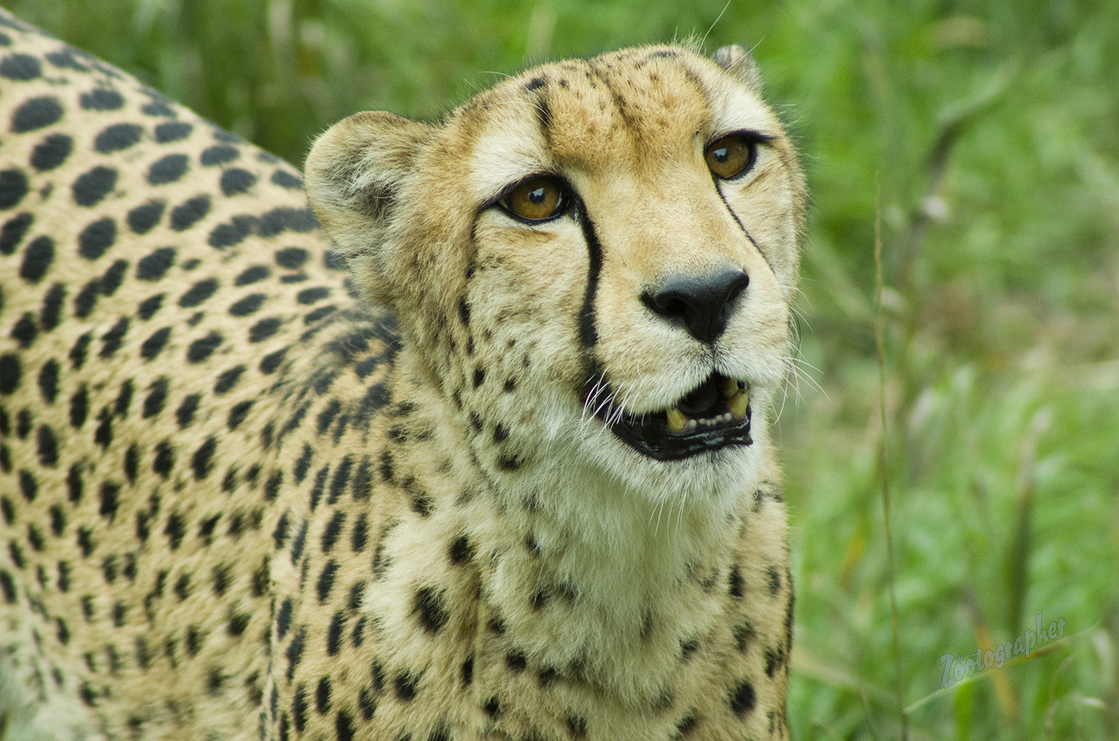 Mojo, Cheetah at the Denver Zoo. 10/2/2018. Pentax k-50, Sigma 400/5.6