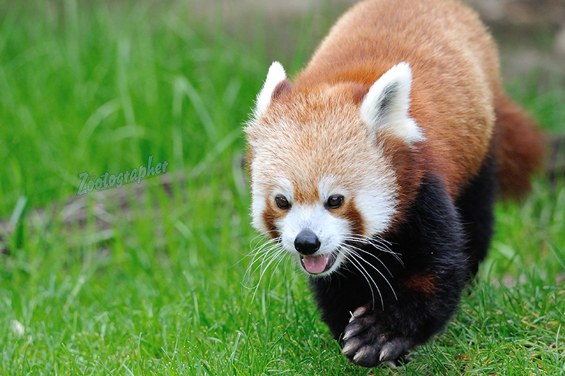 Tofu, female Red Panda at the Omaha Zoo. 5/12/19. d700, Tamron 150-600 g2
