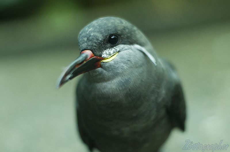 Inca Tern at the Denver Zoo. 1/24/19. Pentax K-50, 50/1.4