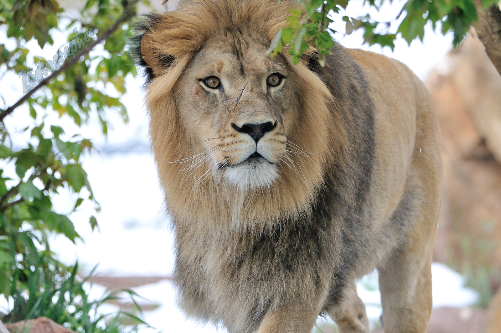 Tobias, Male African Lion at the Denver Zoo. 5/21/19. Nikon d300s, Tamron 150-600 g2